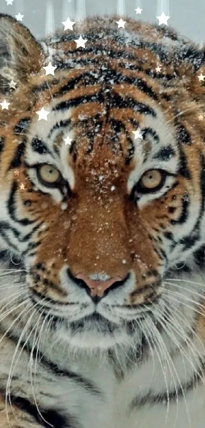 Majestic tiger walking through a snowy landscape, showcasing nature's beauty.