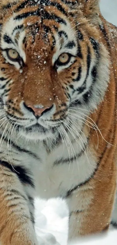 Majestic tiger walking through snowy terrain, showcasing its bold stripes.