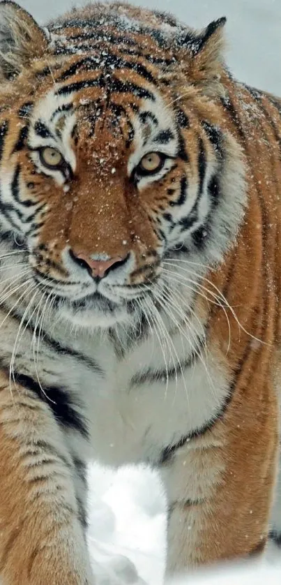 Majestic tiger walking through snowy landscape mobile wallpaper.