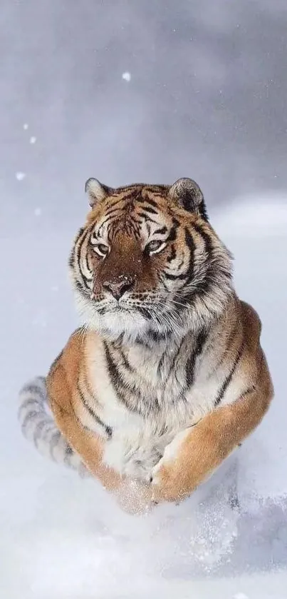 Majestic tiger runs through snowy landscape mobile wallpaper.