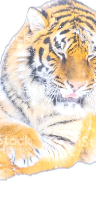 Majestic tiger lounging in snowy landscape, vibrant stripes against white snow.