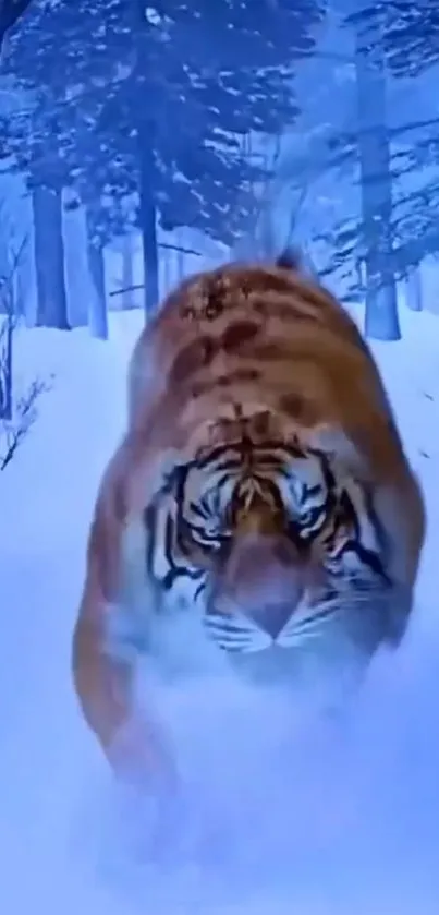 Tiger prowling through snowy forest with blue hues.