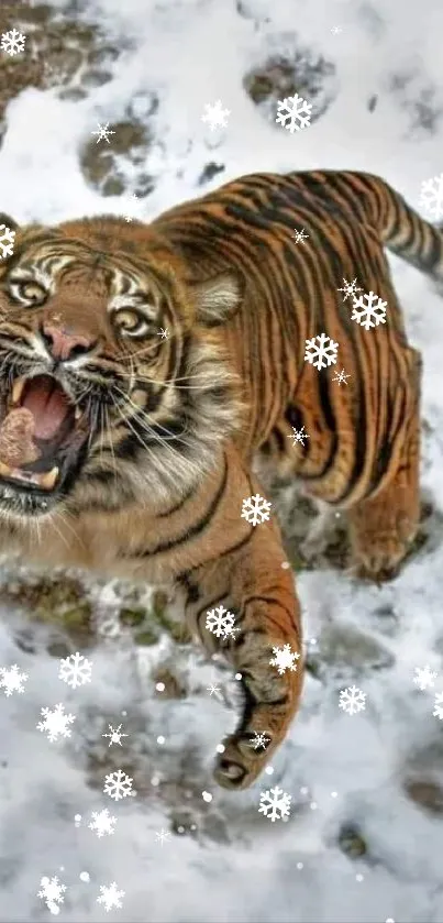 Tiger leaping in snow, fierce and majestic, mobile wallpaper.