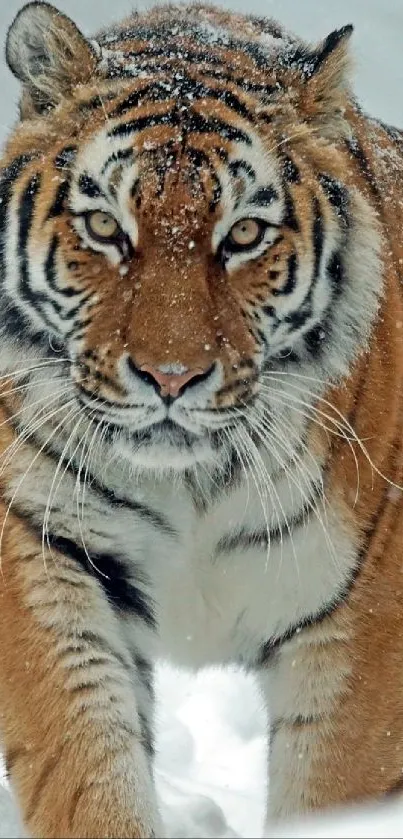 Majestic tiger walking through snow-covered landscape.