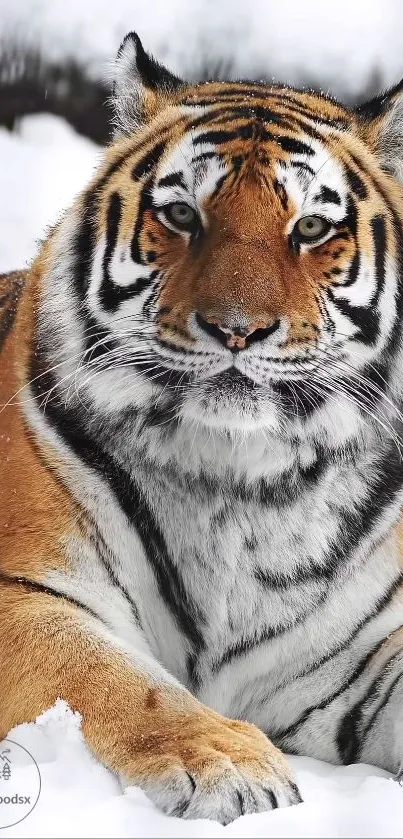 Majestic tiger resting on snow with vivid orange and black stripes.