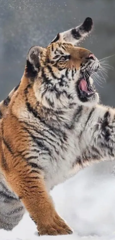 Dynamic tiger playing in snowy landscape.