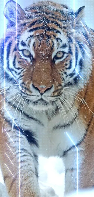 Majestic tiger walking in a snowy landscape.