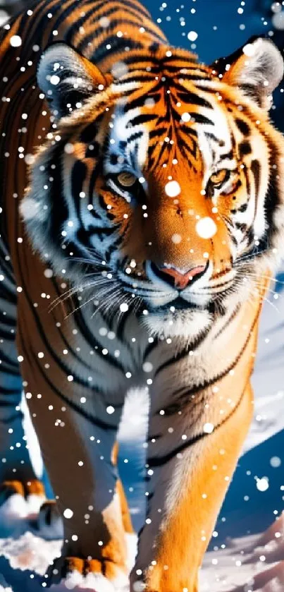 Majestic tiger walking through snow with intense gaze.