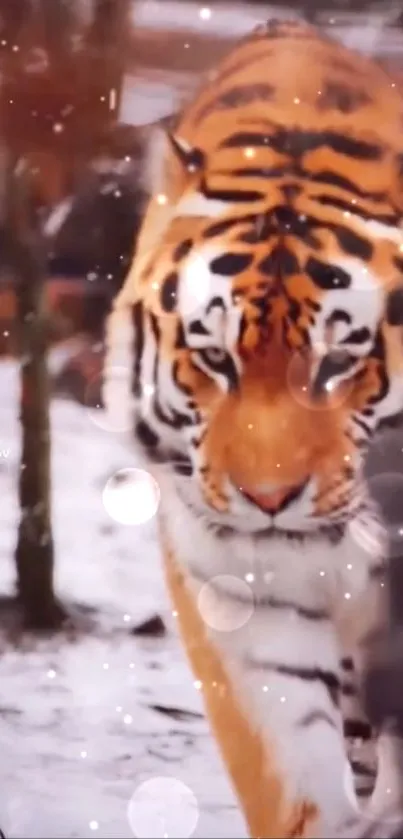 Majestic tiger walking through snow, orange and black stripes.