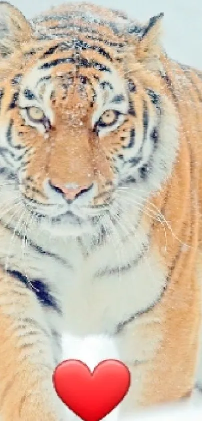Majestic tiger walking through snowy terrain with a heart symbol.