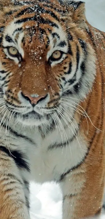 Majestic tiger walking through snowy landscape.