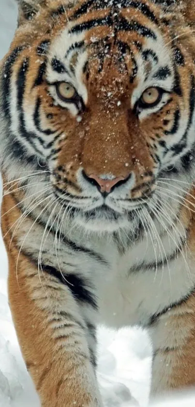 Majestic tiger walking through snowy landscape, perfect for mobile wallpaper.