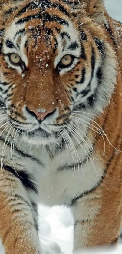 Majestic tiger walking through snowy landscape.