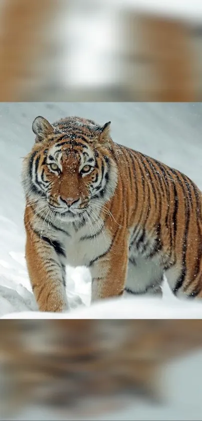 Majestic tiger walking through snowy landscape.