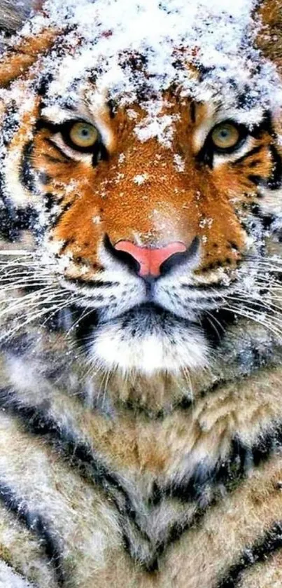 Majestic tiger in the snow mobile wallpaper.