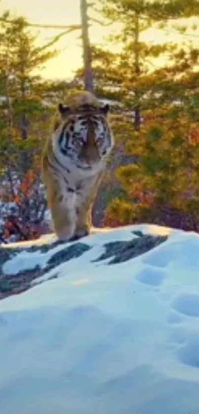 Majestic tiger walking on snowy terrain in forest.