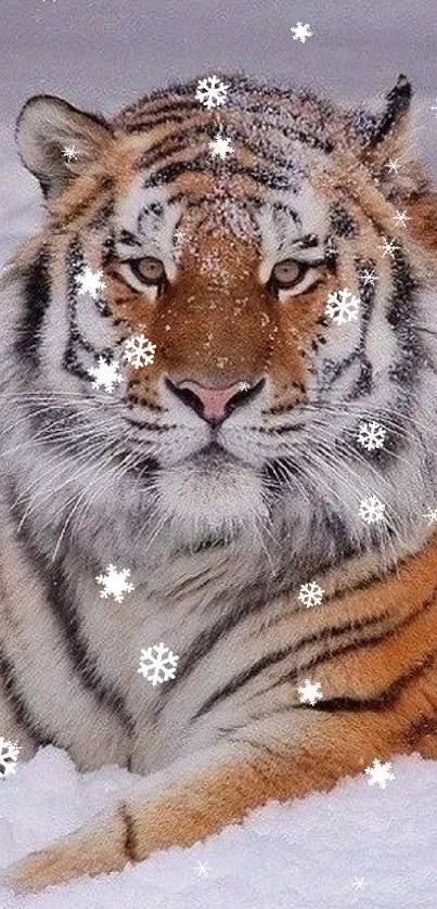 Majestic tiger resting in snowy environment with serene ambiance.