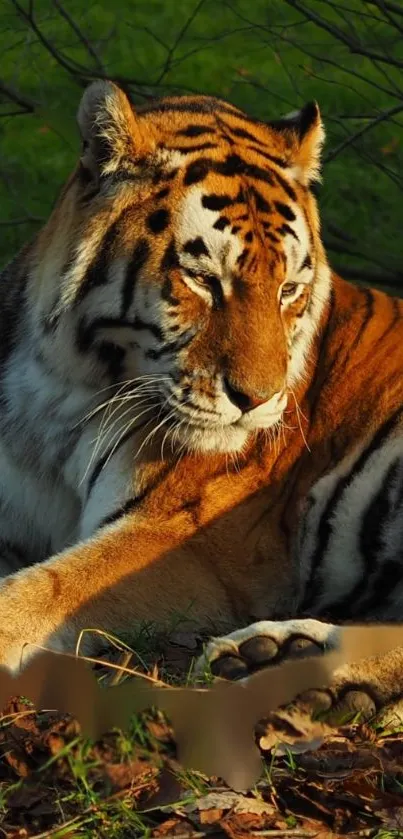 A majestic tiger basking in warm sunlight, resting on the forest floor.