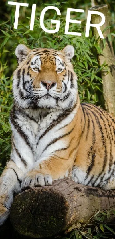 Majestic tiger resting on a log in a lush green jungle.