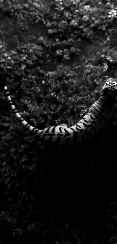 Black and white wallpaper of a tiger in dense jungle foliage.