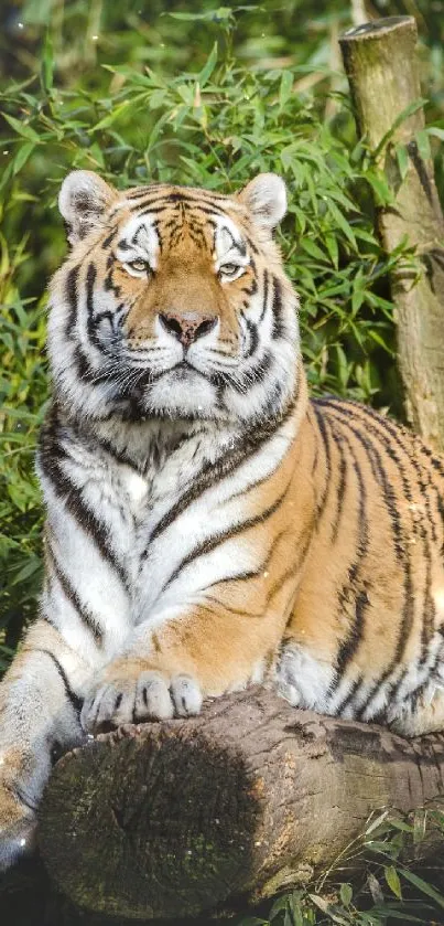 Majestic tiger resting in lush jungle setting, vibrant greens.