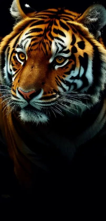 A majestic tiger illuminated in the dark, showcasing its vibrant stripes.