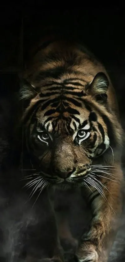 Majestic tiger emerging from shadows, captivating wallpaper.