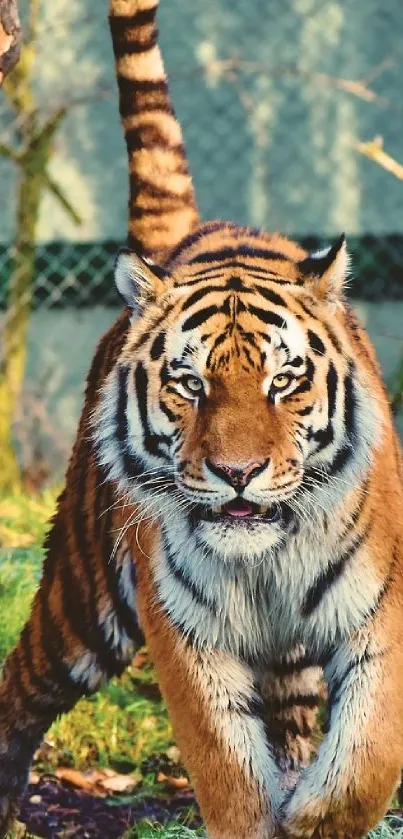 Majestic tiger walking through lush green forest.