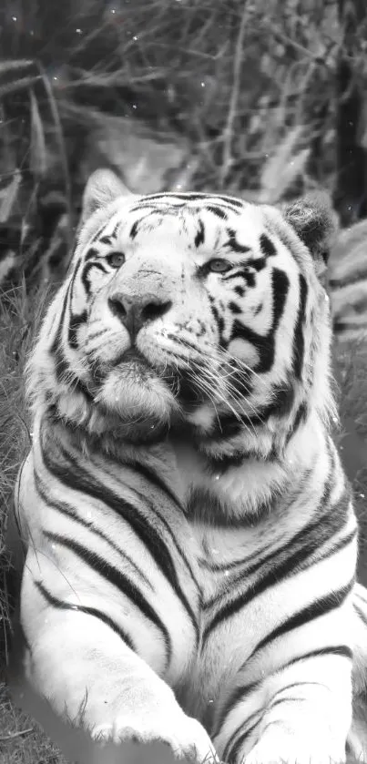 Black and white image of a majestic tiger lying in the grass.