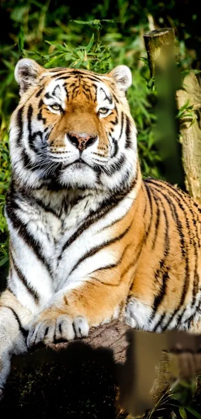 Majestic tiger resting in jungle setting for mobile wallpaper.