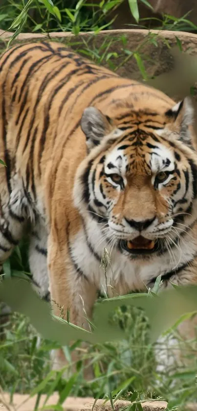 Tiger walking through lush greenery in wild habitat wallpaper.