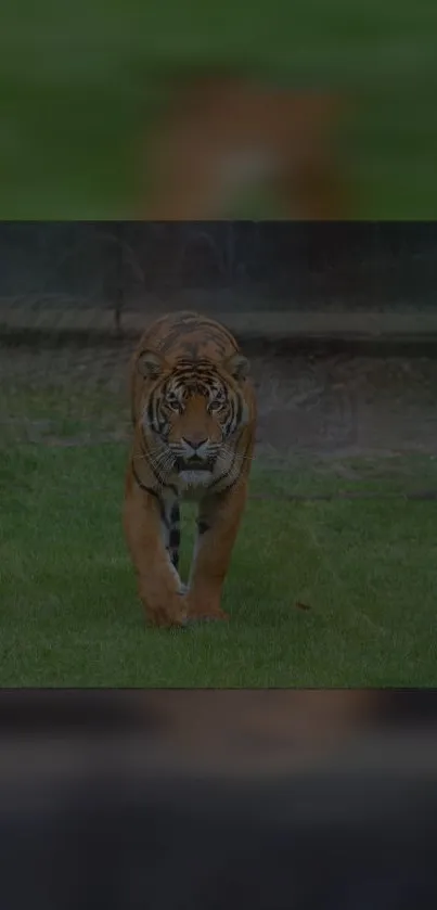 A majestic tiger walking on grass in jungle setting.