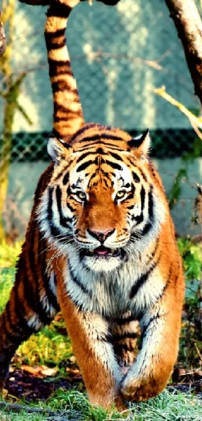 Majestic tiger walking in vibrant forest scenery.