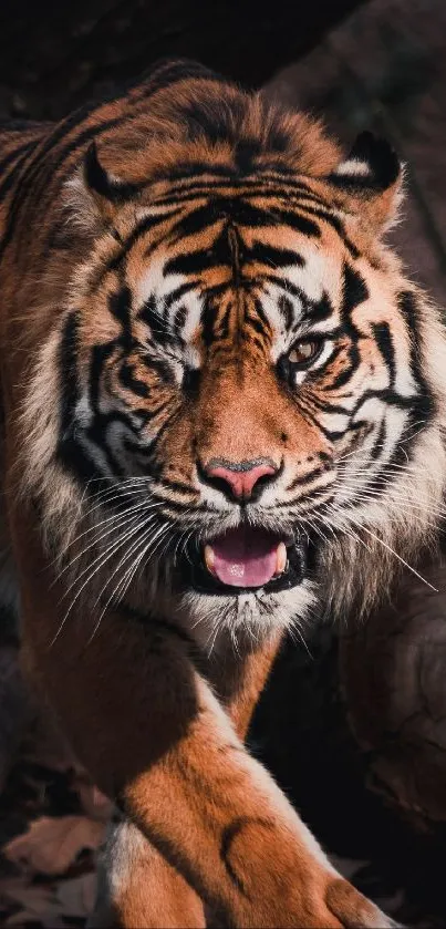 Majestic tiger walking in the jungle, showcasing its fierce beauty.