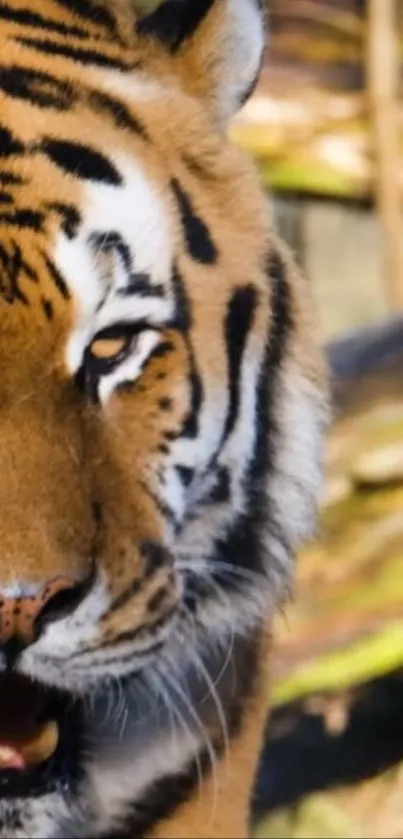 Close-up view of a tiger with striking stripes, perfect for nature lovers.