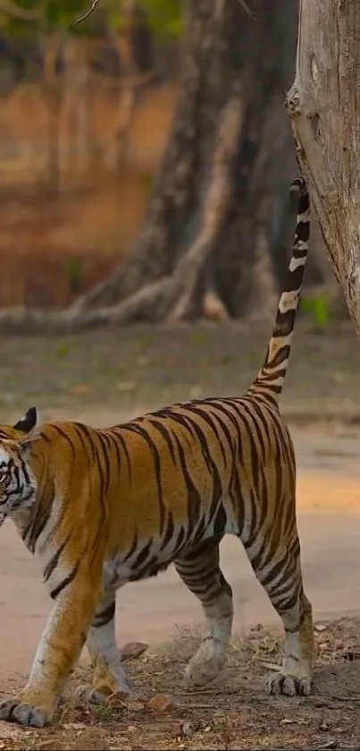 A majestic tiger walking through a forest path.