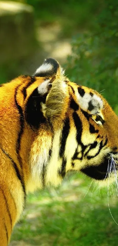 Profile view of a majestic tiger in its lush green habitat.