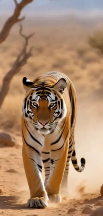 Majestic tiger walking in the wilderness.