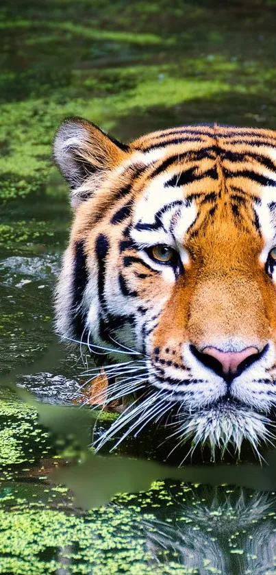 Majestic tiger swimming in green water.