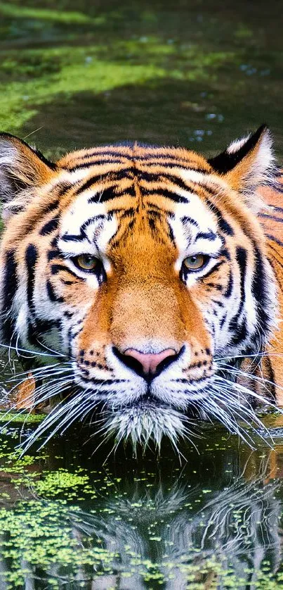 Majestic tiger swimming in lush green water.