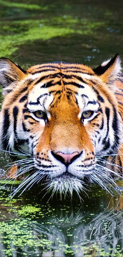 Tiger swimming in a lush green forest stream.