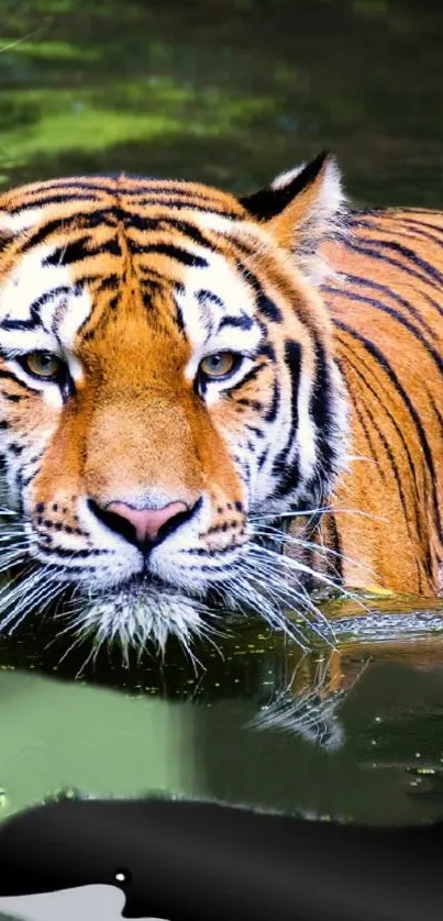 A majestic tiger immersed in water with vibrant black and orange stripes.