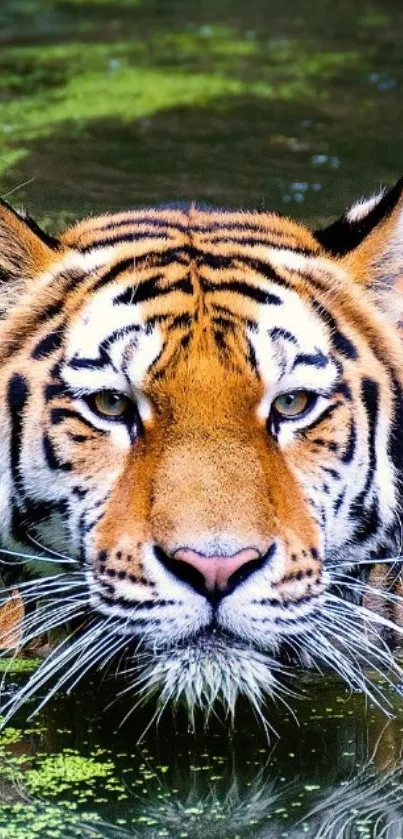 Tiger submerged in water with bright orange fur.