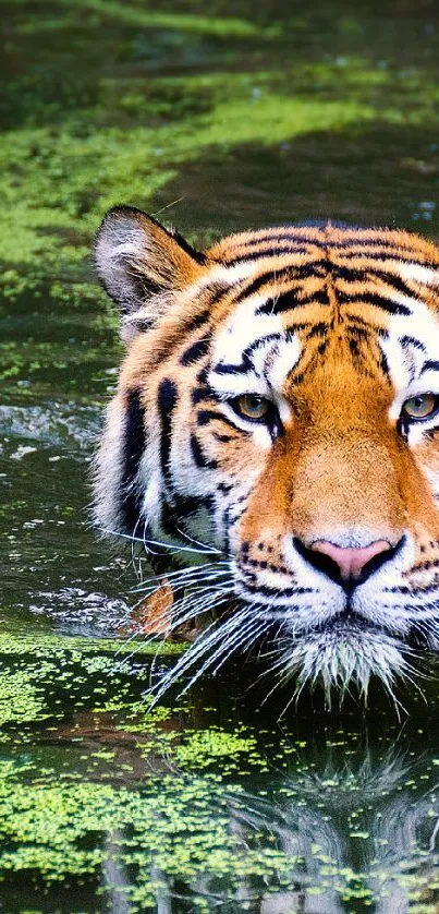 Majestic tiger swimming in green water, creating a captivating nature scene.