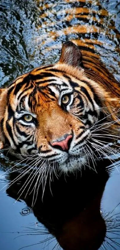 Majestic tiger swimming with reflection in serene water.