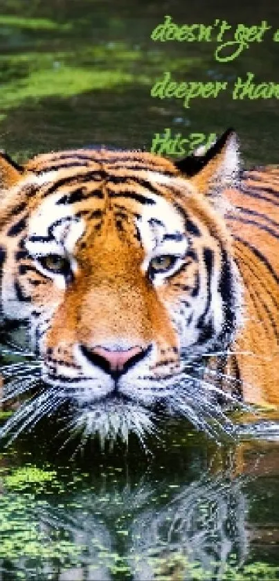 Tiger swimming peacefully in lush green water.