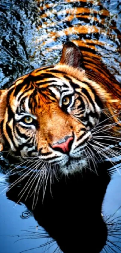 Close-up of a tiger swimming in water with reflection and vibrant colors.