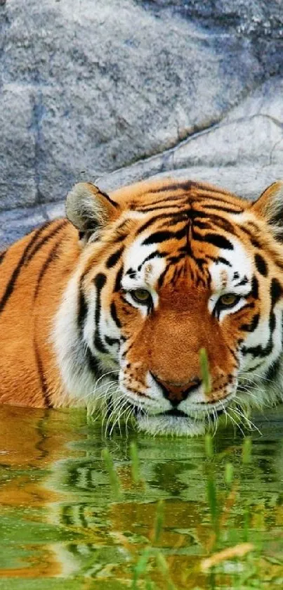 Majestic tiger immersed in water with vibrant orange stripes.