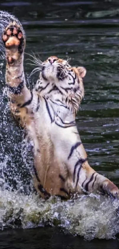 Tiger leaping through water splash, nature wallpaper.