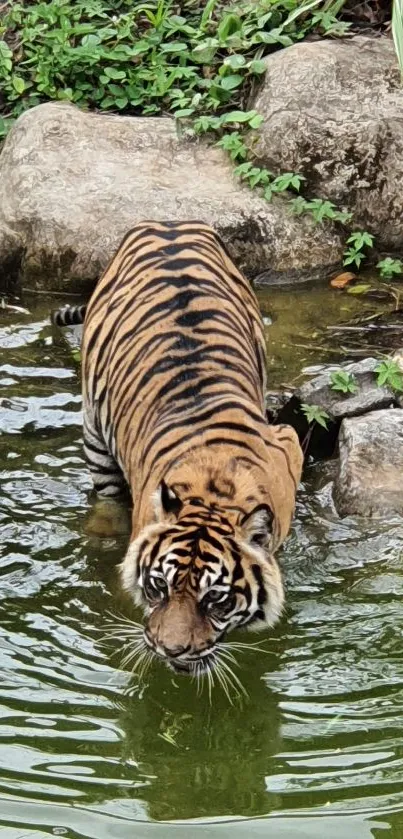 Tiger standing in green water surrounded by rocks and plants.